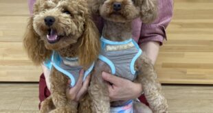 ひまりちゃんのお嫁入り