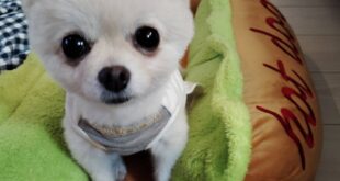 ポピーちゃんのその後