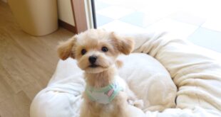 こころ君、お店デビューの日