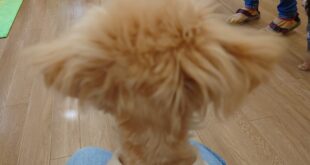 トリマー泣かせ・・