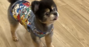 テオ君、覚えました！