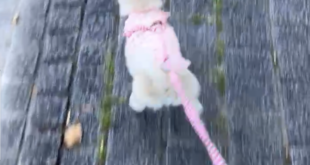 ポピーちゃんのお散歩デビュー