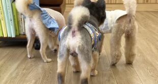 可愛いリタイヤ組💛