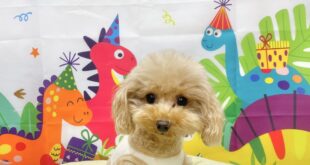 ゆるちゃんお誕生日おめでとう🎂