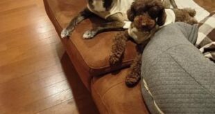 りんちゃん＆のんちゃん