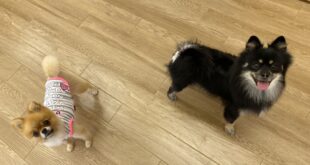 ポメラニアンのお顔のタイプ