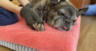 ダビちゃんのマッサージ