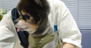 術後も元気です(*^▽^*)