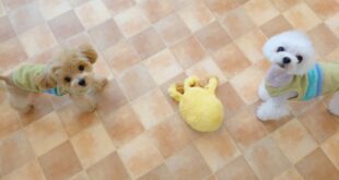 多頭飼いあるある。