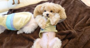 仰向けトレーニングの必要性