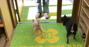 「出ちゃダメ！」トレーニング