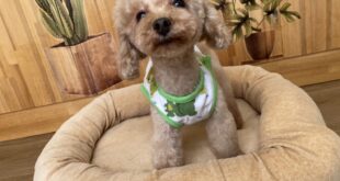 プードルの男の子