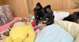 ジャスミンちゃん