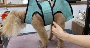 シニア犬のトリミング