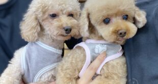 よく似てます(*^▽^*)