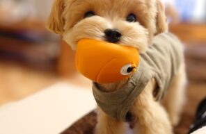 ちょっと心配だなって方は