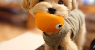 ちょっと心配だなって方は