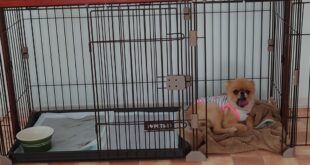 サークルの必要な子