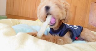 デンタルケア🦷✨