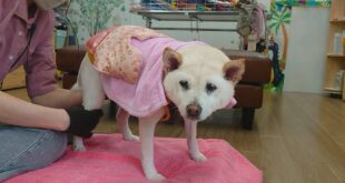 わさこちゃんのマッサージ