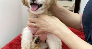 あんなちゃんのマッサージ