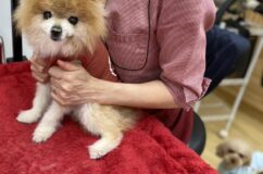 こたろう君のマッサージ