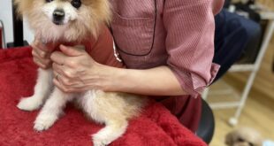 こたろう君のマッサージ