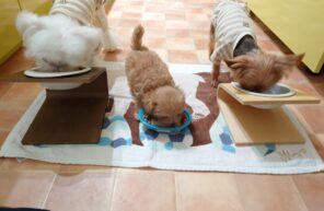 成長しましたヽ(^o^)丿