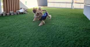 初めてのお外遊び