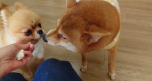 コマちゃん＆ぺこちゃん