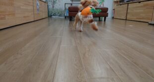 ワンパク全開！！