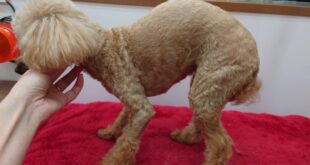 メルちゃんのマッサージ