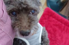 もこちゃんのマッサージ