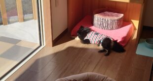 お日様が大好き