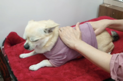 はなちゃんのマッサージ