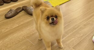 ぺこちゃん出勤してます。