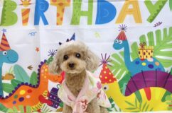 奇跡のももちゃん