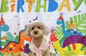 奇跡のももちゃん