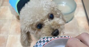 手術頑張りました！！