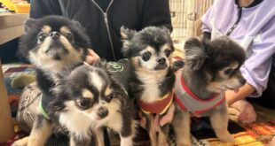 ブラッキー４🐶