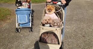 紅葉狩り行ったよ