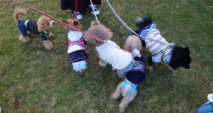 ワチャワチャお散歩(*^。^*)