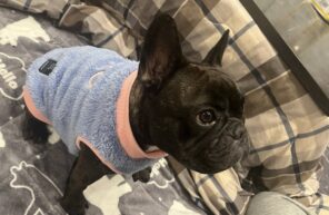 モデル🐶part５