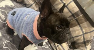 モデル🐶part５