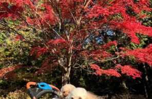 O家の紅葉狩り
