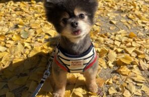 ぜひポストカードに✨✨