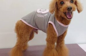 モデル🐶part９