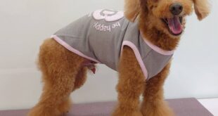 モデル🐶part９