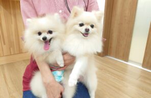 ポピーちゃん＆ピコくん