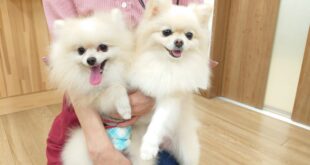 ポピーちゃん＆ピコくん